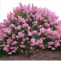 Lilas des indes