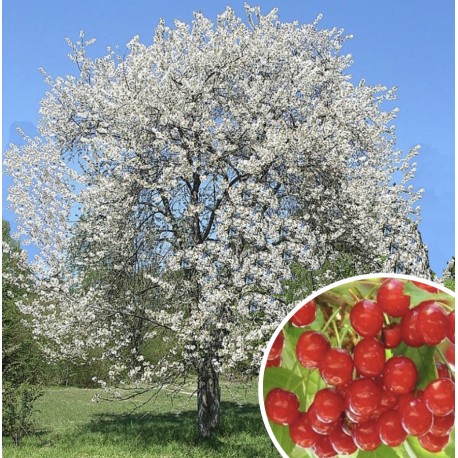 Prunus avium (merisier)
