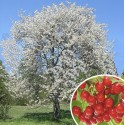 Prunus avium (merisier)