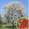 Prunus avium (merisier)