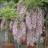 Glycine rose