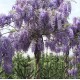 Glycine bleue