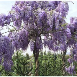 Glycine bleue