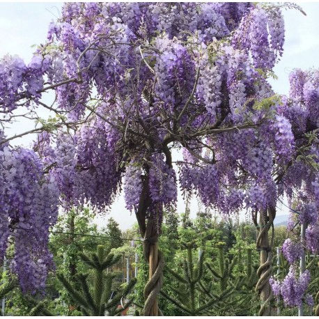 Glycine bleue