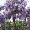 Glycine bleue
