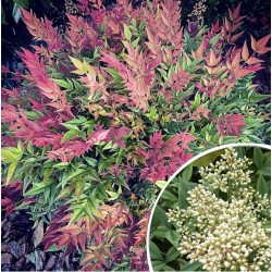 Nandina (bambou sacré)