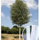 Bouleau utilis