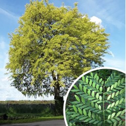 Gleditsia (Févier d'Amérique)