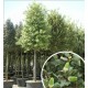Chêne vert (Quercus ilex)