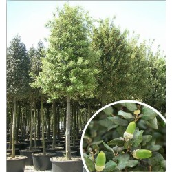 Chêne vert (Quercus ilex)