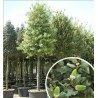 Chêne vert (Quercus ilex)