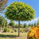 Acacia boule