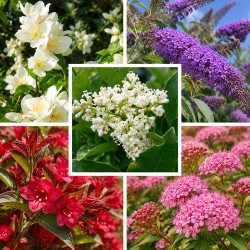 Haie fleurie variée 10 plants (8-10m)