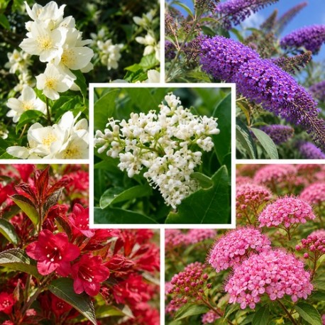 Haie fleurie variée 10 plants (8-10m)