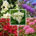 Haie fleurie variée 10 plants (8-10m)