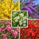Haie 4 saisons 10 plants (8-10m)