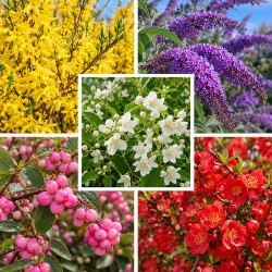 Haie 4 saisons 10 plants (8-10m)